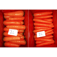 Fresh Carrot, Carrot